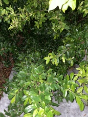 Ficus microcarpa