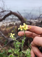 Raphanus raphanistrum