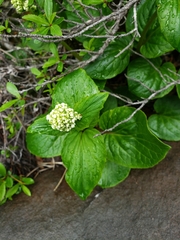 Valeriana lapathifolia