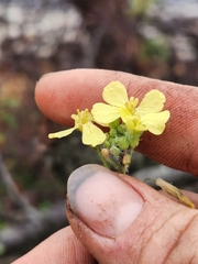 Raphanus raphanistrum