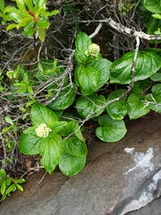 Valeriana lapathifolia