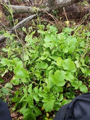 Raphanus raphanistrum