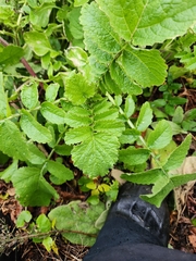 Raphanus raphanistrum