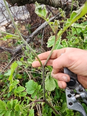 Raphanus raphanistrum