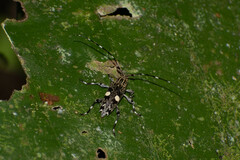 Colobothea distincta