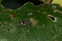 Colobothea distincta