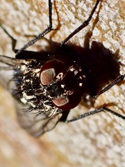 Muscidae