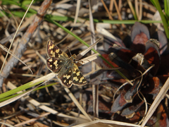 Carterocephalus argyrostigma
