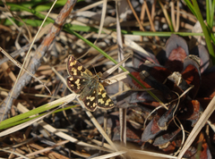 Carterocephalus argyrostigma