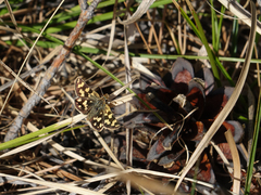 Carterocephalus argyrostigma