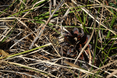 Carterocephalus argyrostigma