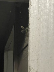 Coryphaeschna ingens