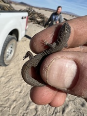 Xantusia vigilis
