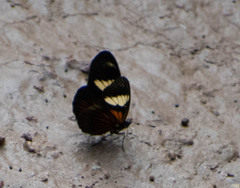 Castilia perilla