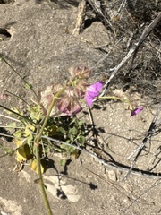 Mirabilis albida