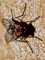 Muscidae