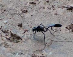Eremnophila
