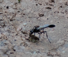 Eremnophila