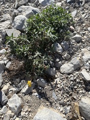 Oenothera hartwegii