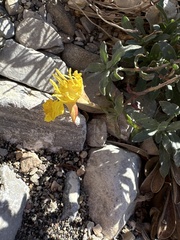 Oenothera hartwegii