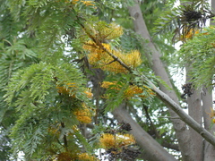 Grevillea robusta
