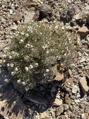 Zinnia acerosa