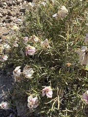 Zinnia acerosa