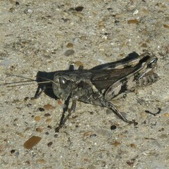 Melanoplus ponderosus