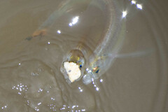 Characidae