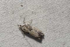 Epinotia nisella