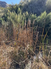 Typha domingensis