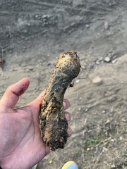 Pisolithus