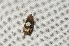 Epinotia