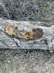 Pisolithus