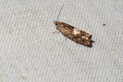 Epinotia