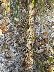 Asclepiadoideae