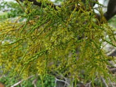 Misodendrum punctulatum