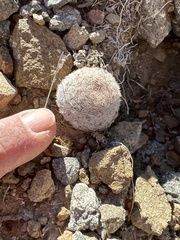 Mammillaria lasiacantha