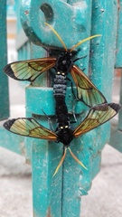 Isanthrene perboscii