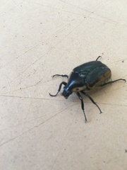 Chondropyga dorsalis