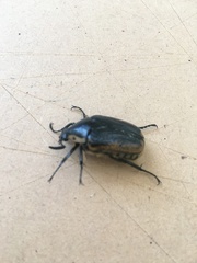 Chondropyga dorsalis