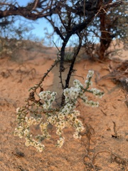 Haloxylon salicornicum