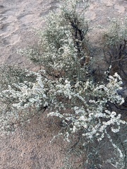 Haloxylon salicornicum