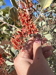 Grevillea wickhamii