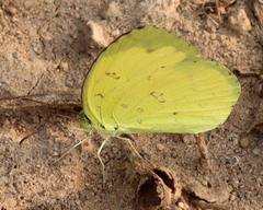 Eurema hecabe