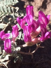 Astragalus amphioxys