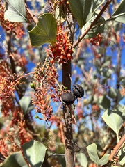Grevillea wickhamii