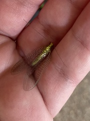 Italochrysa insignis