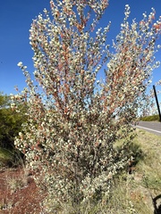 Grevillea wickhamii