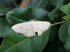 Scopula